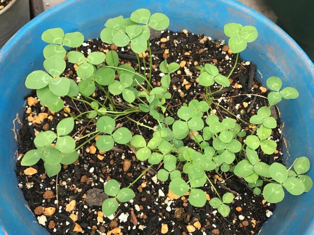 クローバー(シロツメクサ)　鉢植え　葉