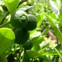 スダチの木の育て方｜剪定や収穫の時期は？鉢植えでも栽培できる？｜🍀GreenSnap（グリーンスナップ）