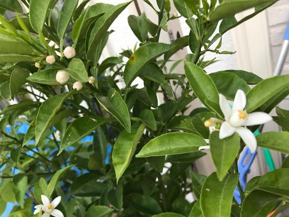 スダチの木　白い花