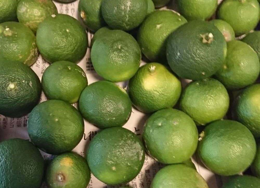 スダチの木　緑色の実