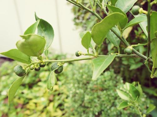 スダチの木の育て方 剪定や収穫の時期は 鉢植えでも栽培できる Greensnap グリーンスナップ スダチの木の育て方 剪定や収穫の時期は 鉢植えでも栽培できる Greensnap グリーンスナップ
