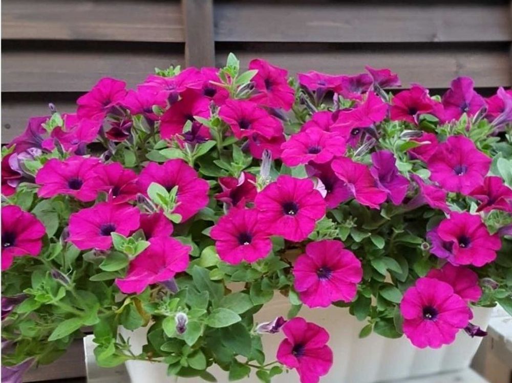 サフィニア　紫色の花　鉢植え