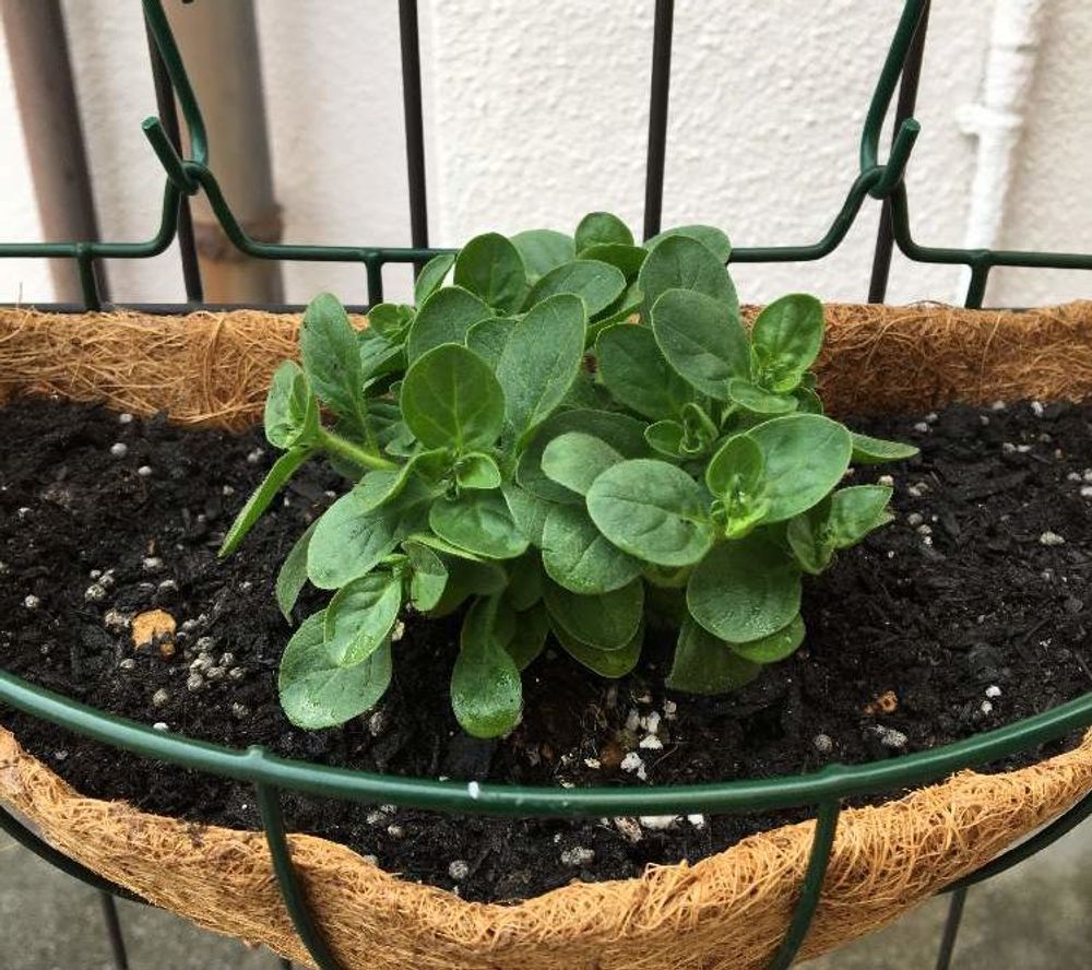 サフィニア　プランター　葉