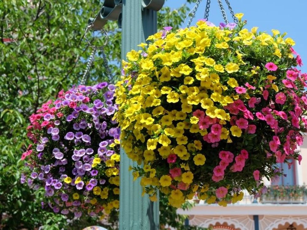 サフィニア　エアープランツ　黄色い花　赤い花