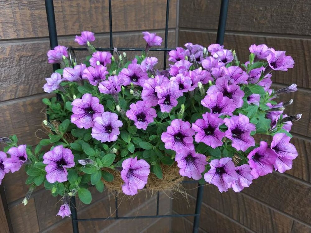 サフィニア　紫色の花