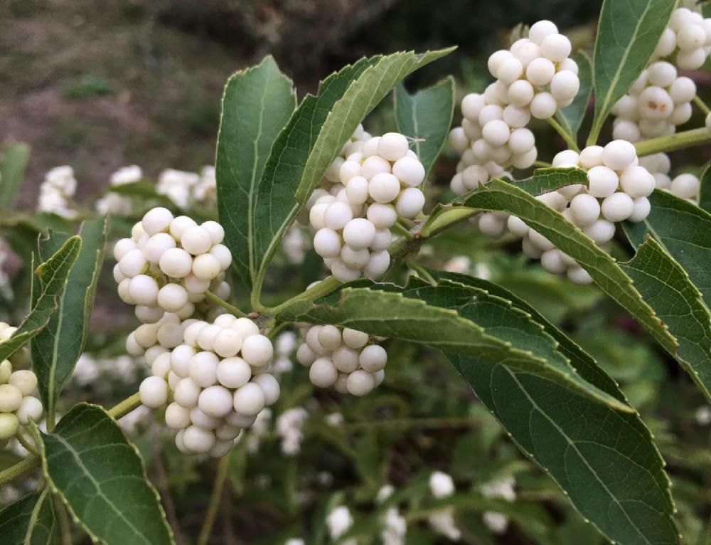 シロシキブ　白い実