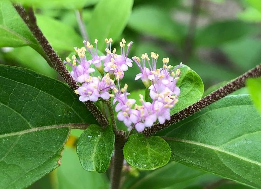 ムラサキシキブ　薄紫色の花
