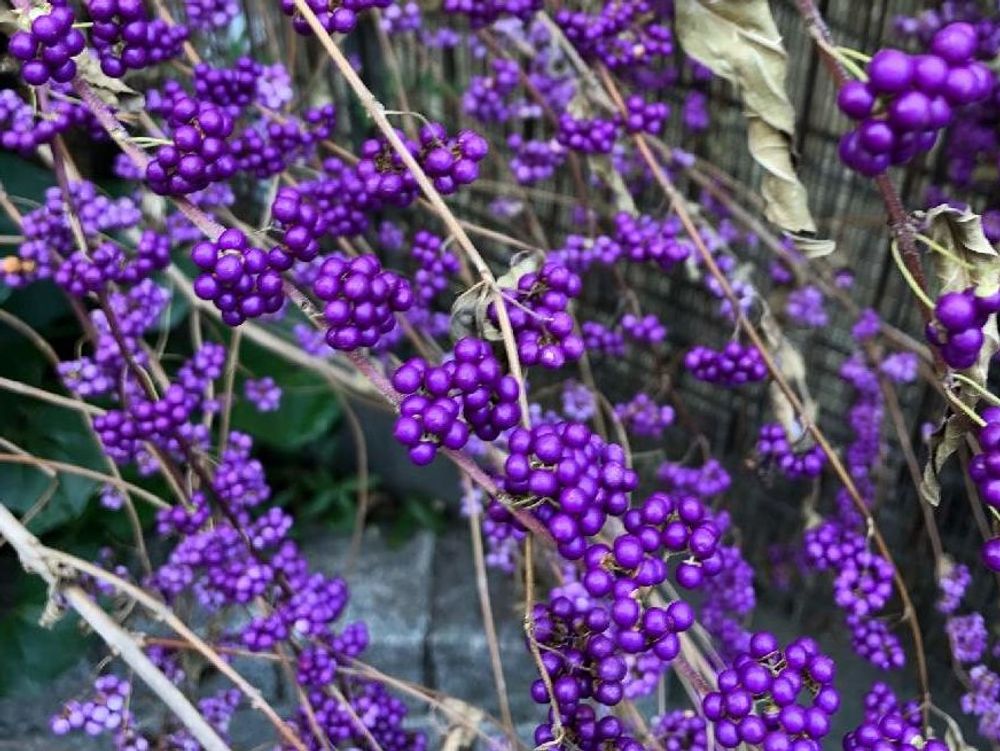 ムラサキシキブ(紫式部)　紫色の実