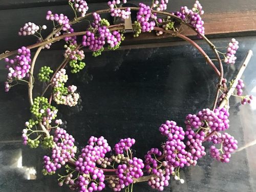 ムラサキシキブ 紫式部 の育て方 花や実がなる時期は 植え付ける場所は Greensnap グリーンスナップ