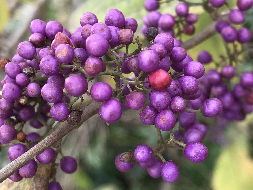ムラサキシキブ(紫式部)　紫色の実