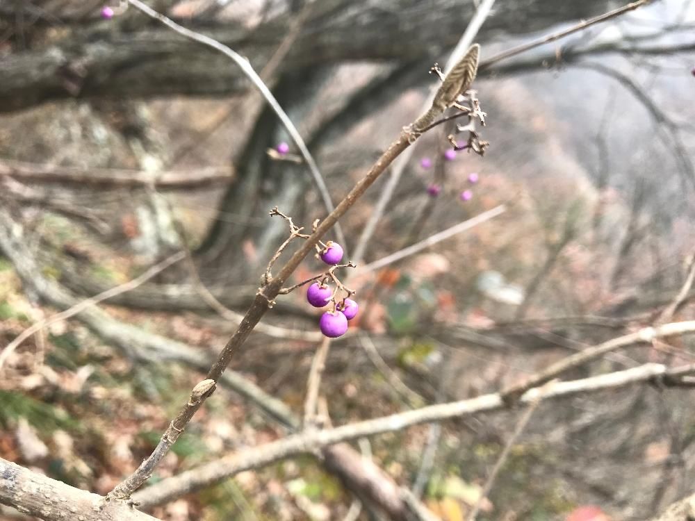 ムラサキシキブ(紫式部)　野生　紫色の実