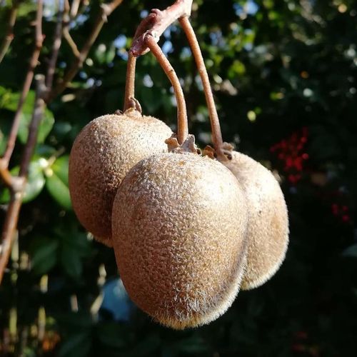 キウイフルーツの育て方 苗の植え方や肥料の量は 挿し木で増やせる Greensnap グリーンスナップ