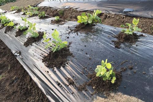 えんどう豆 スナップエンドウ の育て方 種まきの時期は プランター栽培もできる Greensnap グリーンスナップ