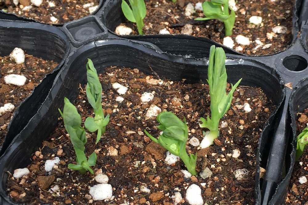 えんどう豆の育て方 水やりや肥料を与える頻度は プランター栽培もできる Greensnap グリーンスナップ