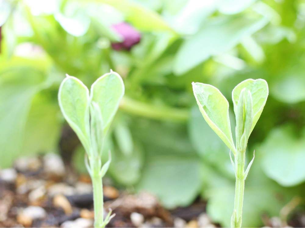 スイートピー　若芽　用土
