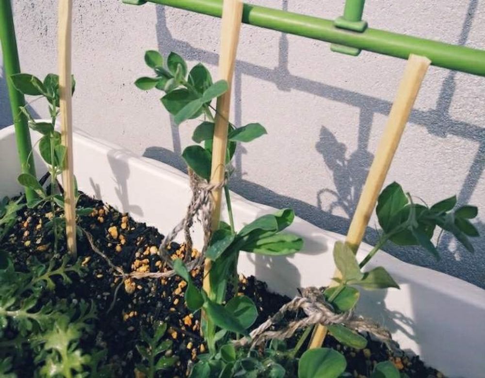 スイートピー　誘引　葉