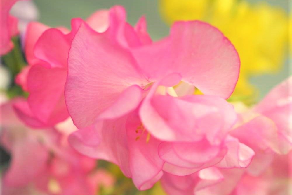 2月の花図鑑 人気の種類の花言葉は 花束におすすめなのは Greensnap グリーンスナップ