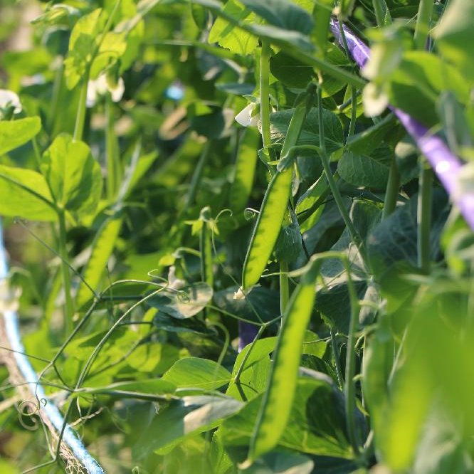 えんどう豆の育て方 水やりや肥料を与える頻度は プランター栽培もできる Greensnap グリーンスナップ