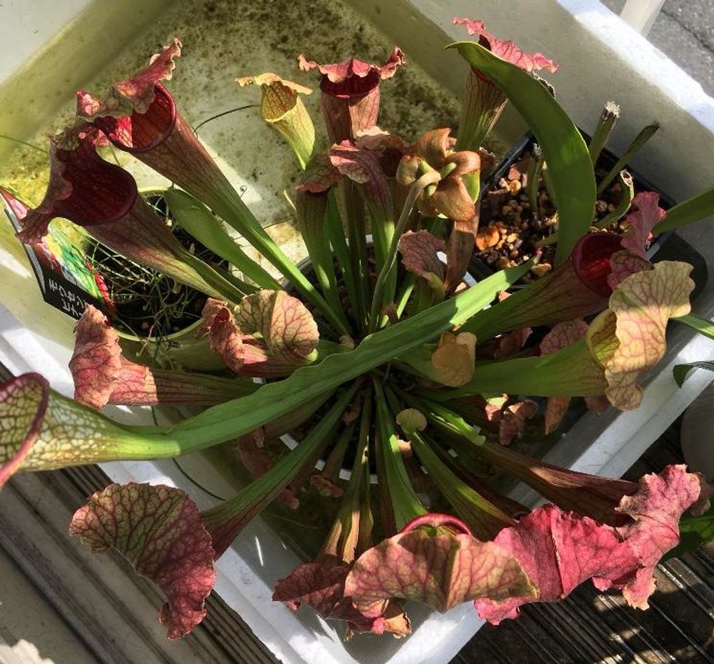 サラセニアの画像 Photo by レポートを書き込んでいますさん