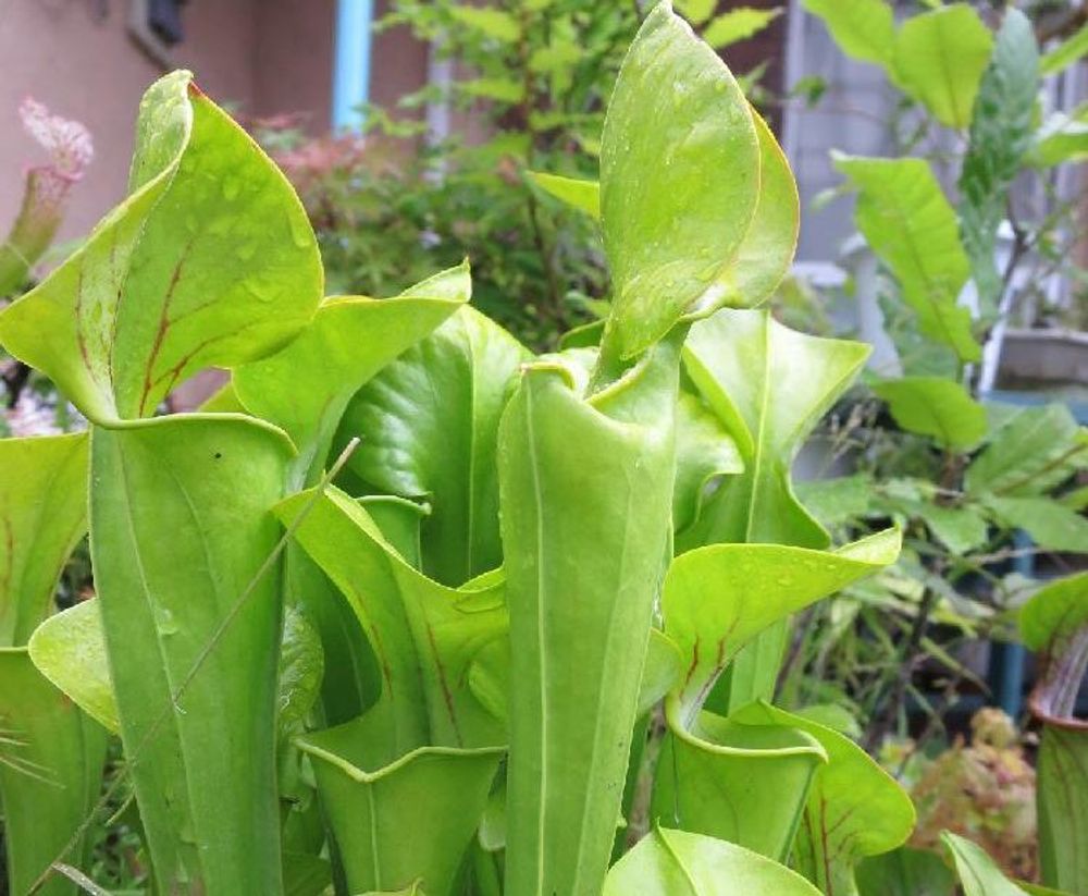 サラセニアの画像 Photo by 0219hmさん