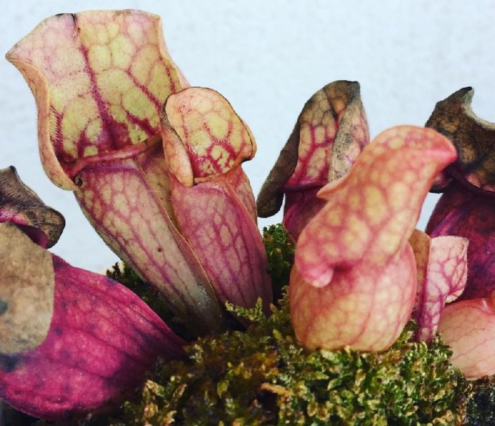 サラセニアの画像 Photo by かつさん