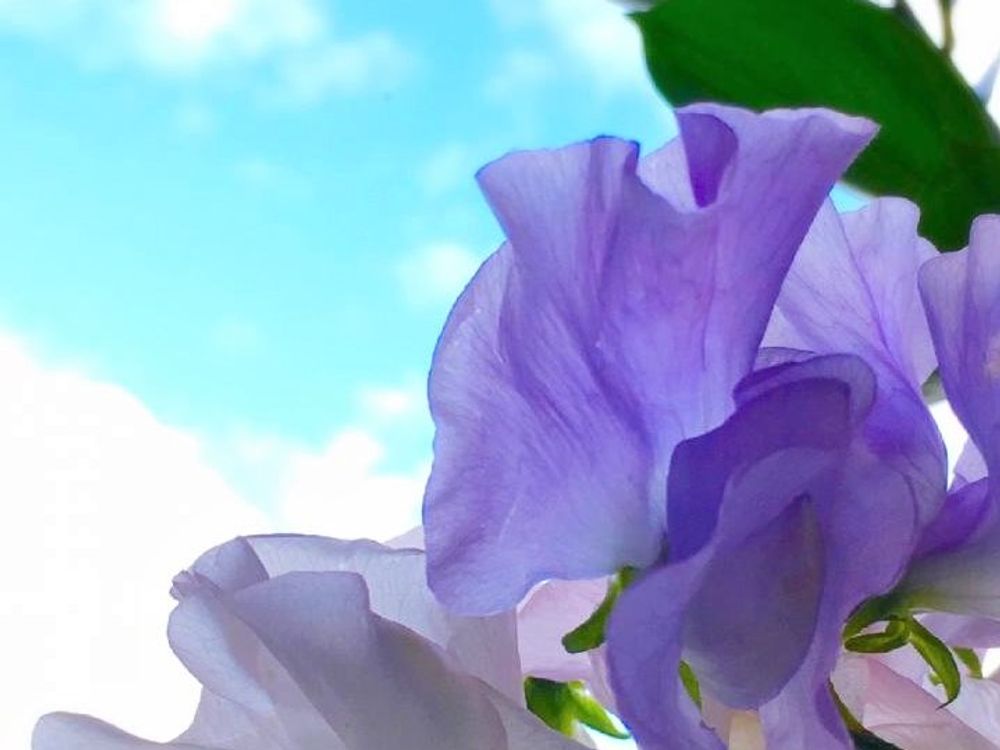 スイートピー　紫色の花　青空
