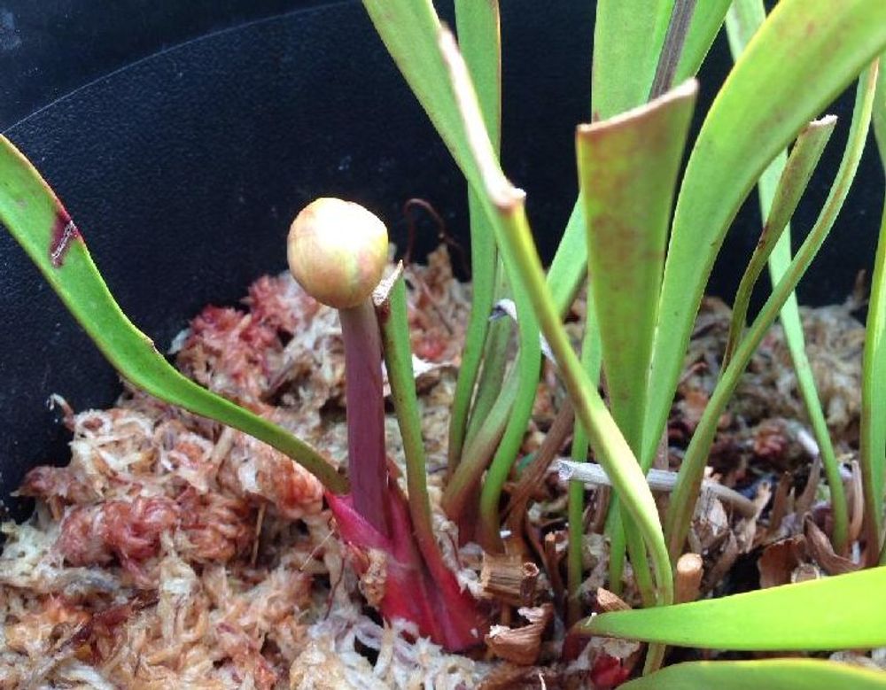 サラセニアの画像 Photo by go___さん