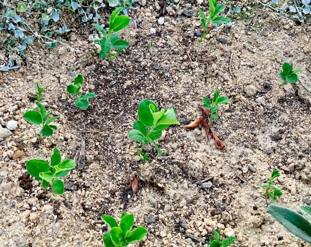 スイートピー　地植え　若芽
