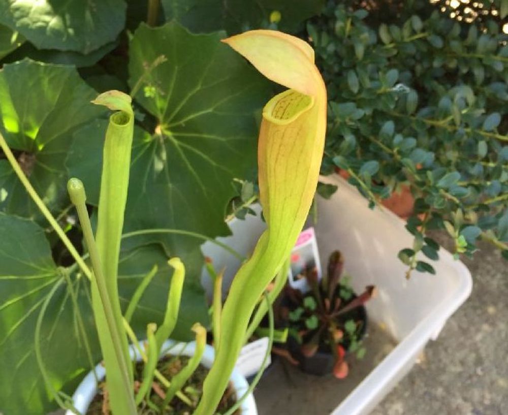 サラセニアの画像 Photo by 荒尾大輔