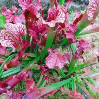 サラセニアの育て方｜植え付けや植え替えの時期と方法は？の画像