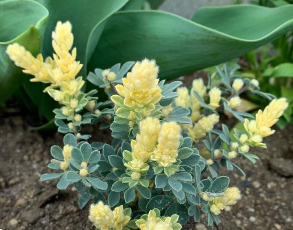 ロータス・ブリムストーン　photo by　リトセア