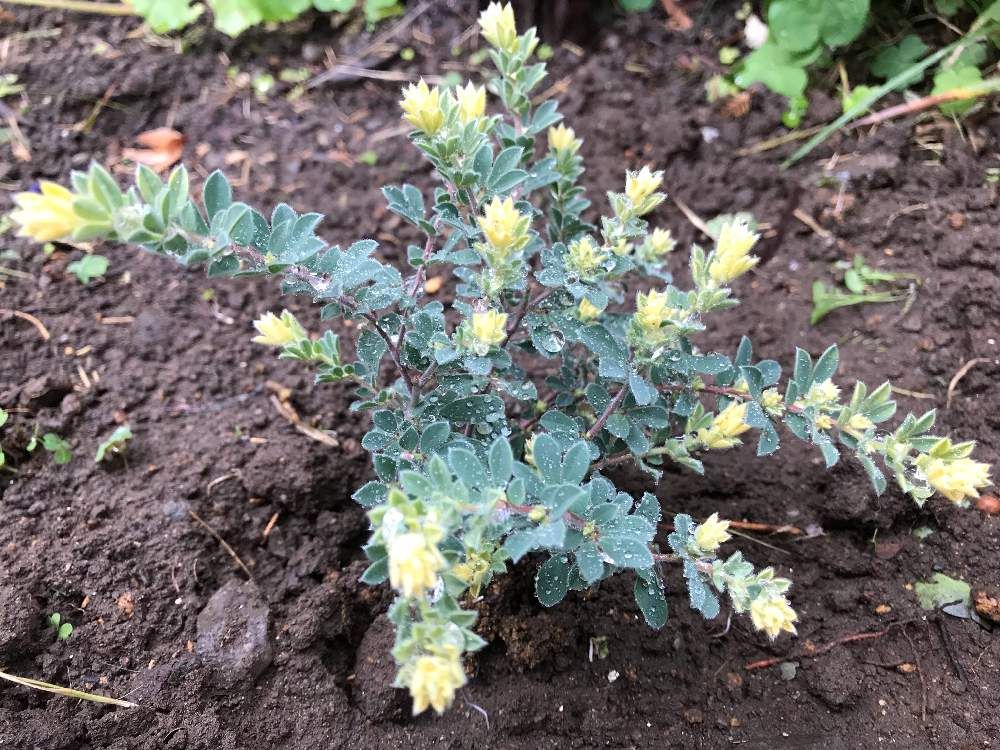 ロータス・ブリムストーン　photo by　jettrink