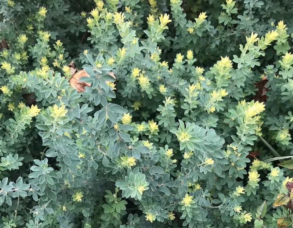 ロータス・ブリムストーン　photo by　ゆうこ