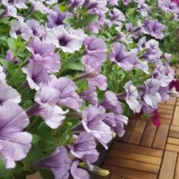 サフィニアの育て方｜植え方や手入れの方法とは？の画像
