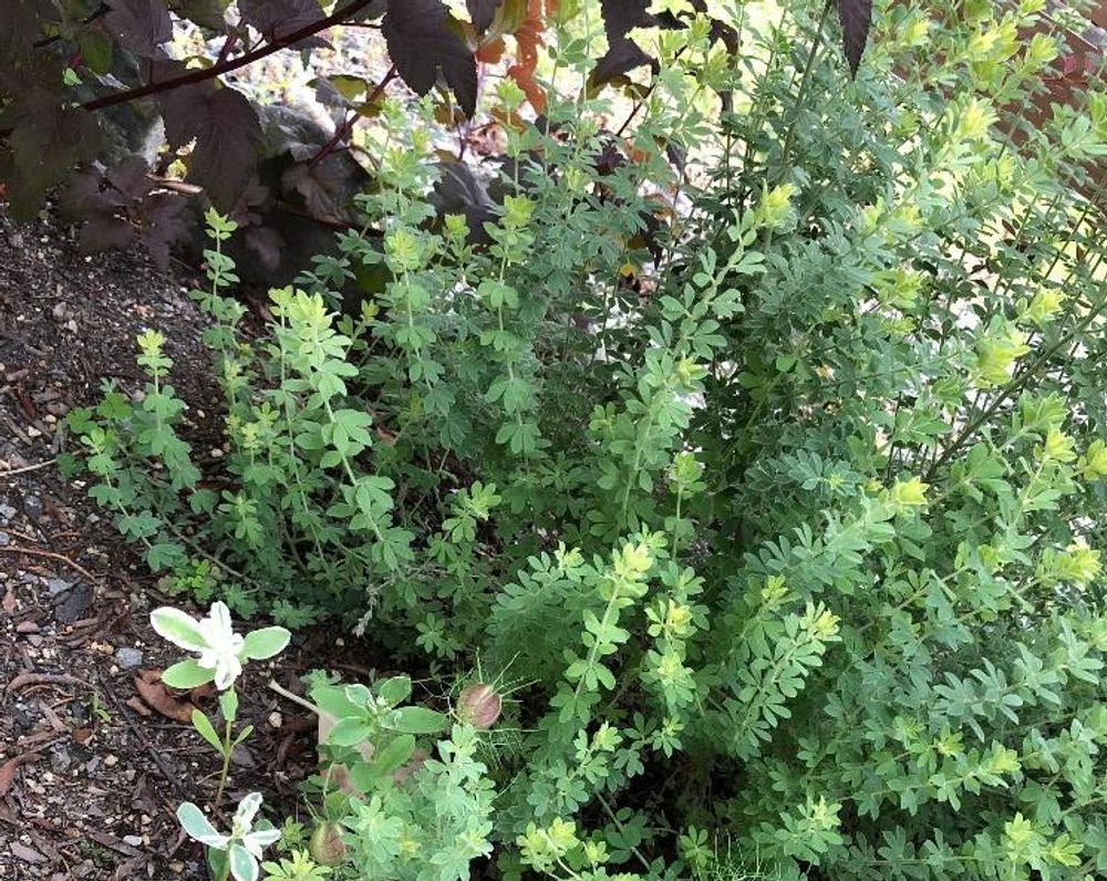 ロータス・ブリムストーン　photo by　chippy