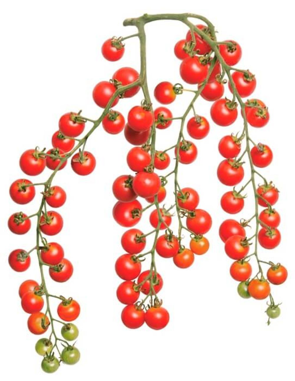 デルモンテのオリジナルトマト苗めちゃなり！トゥインクル