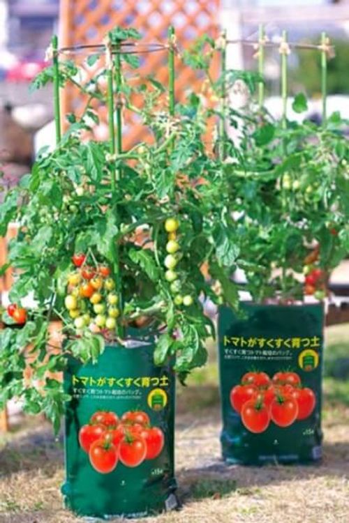 デルモンテ カインズ ミニトマトの簡単栽培セットが限定発売されます Greensnap グリーンスナップ