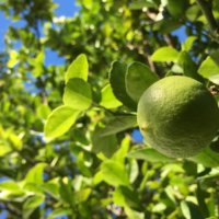 ライムの育て方｜収穫時期や剪定方法は？鉢植え栽培もできる？の画像