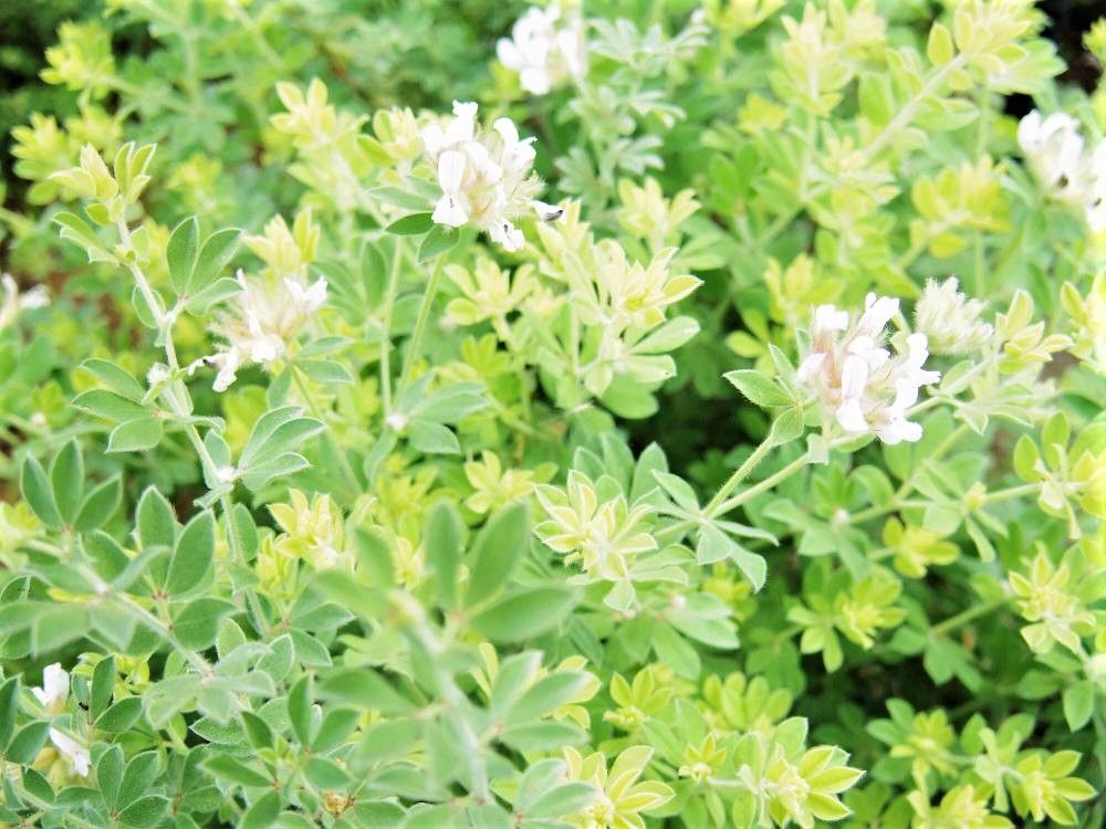 ロータス・ブリムストーン　photo by　結木