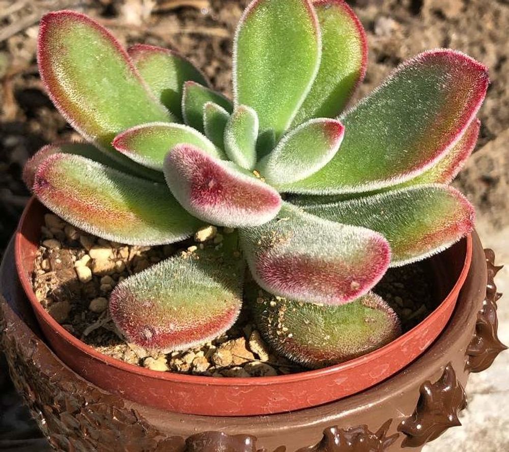 キンコウセイ Photo by がーまさん