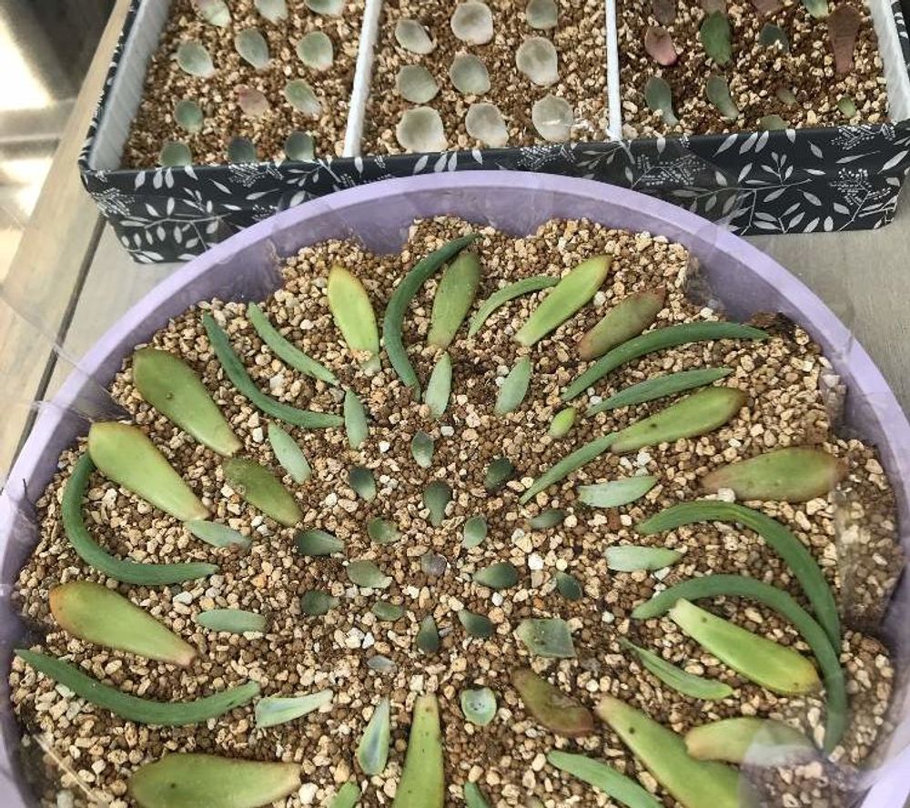 キンコウセイ Photo by ブラックベリーさん