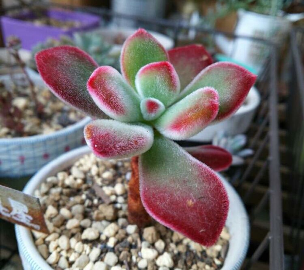 キンコウセイ Photo by るるさん