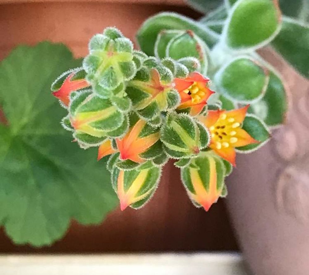 キンコウセイ Photo by クマさんさん