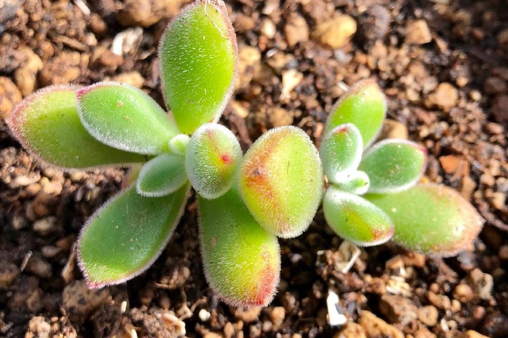 キンコウセイ Photo by ハングリーキングさん