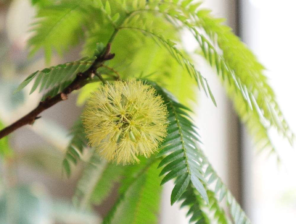 エバーフレッシュ　葉