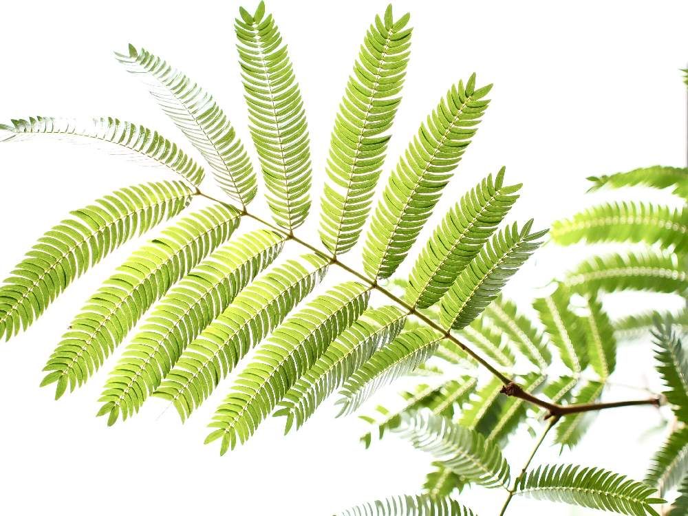 エバーフレッシュ　葉