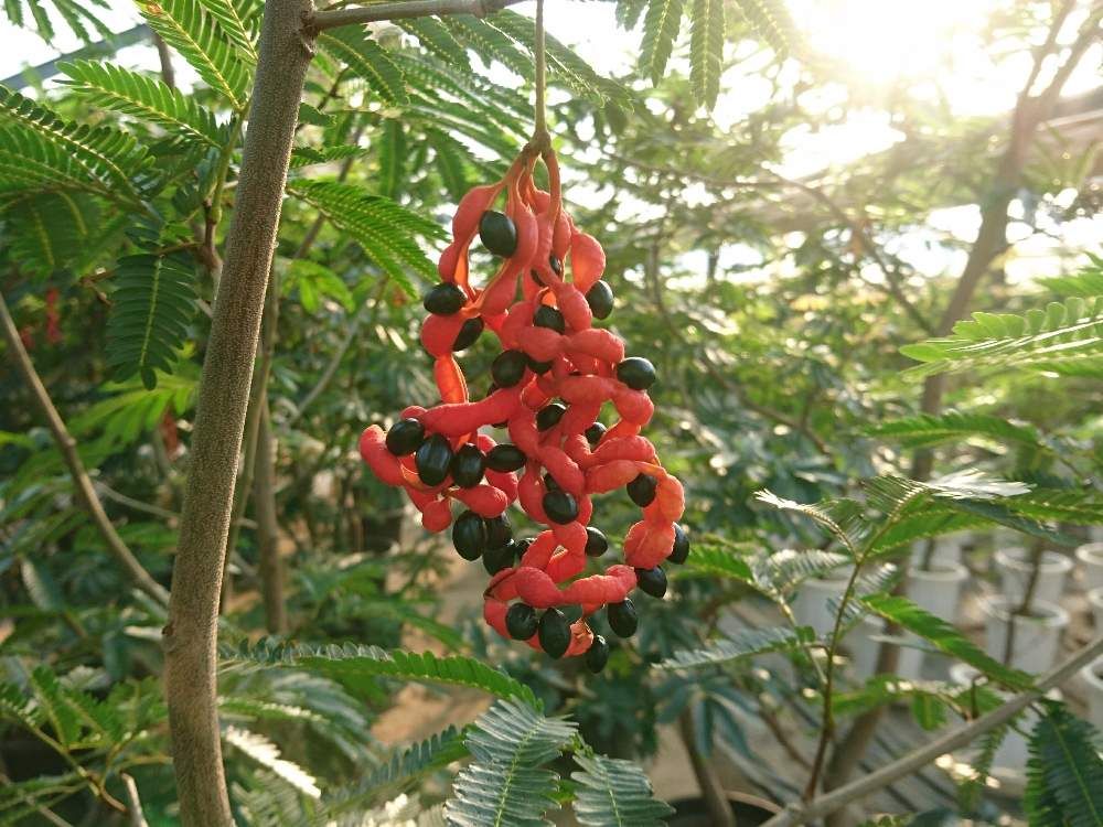 エバーフレッシュ　実