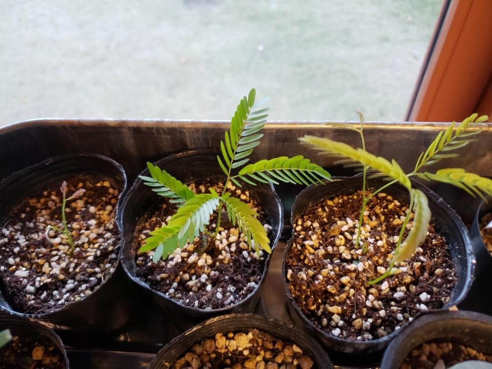 エバーフレッシュ　株