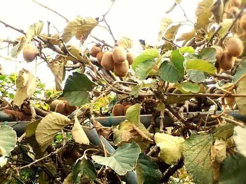 キウイフルーツの育て方 苗の植え方や肥料の量は 挿し木で増やせる Greensnap グリーンスナップ
