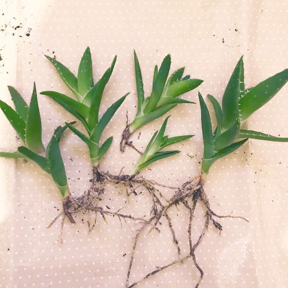 アロエ　Photo by 美玖さん